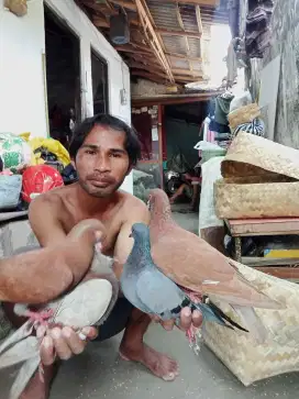Di jual burung dor