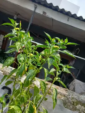Tanaman Cabe Rawit Merah Hijau Pedas Sudah Berbuah Pohon Cabai Chili