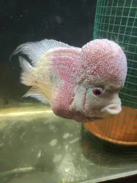 Ikan louhan cencu twotone sepasang