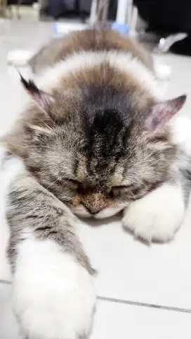 [OPEN ADOBT] Free Adopt Kucing