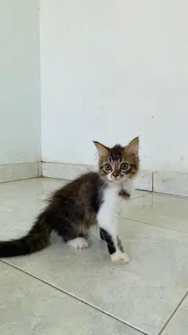 Kucing persia bulu panjang