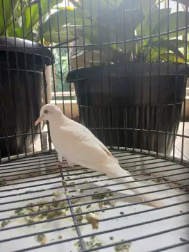 Perkutut Putih Kapas