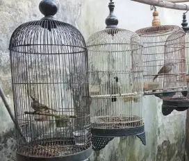 Di jual borongan 4 ekor burung kutilang,trotoan,2 perkutut lokal