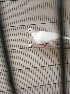 Tekukur Putih Asli
