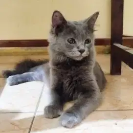 Kucing jantan abu solid
