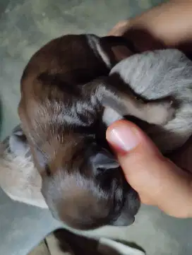 Dijual anak anjing