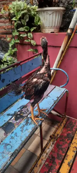 Ayam Phanat usia 3 bln