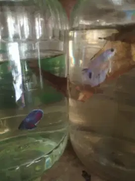 Ikan cupang plakat,halfmoon