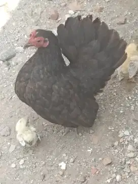 Ayam hias, ayam kate