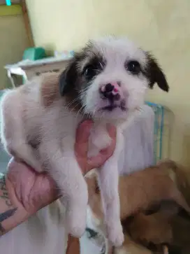 Puppy anakan anjing ras kecil