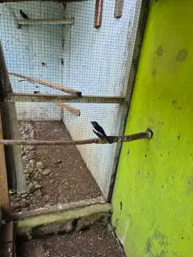 Dipilih aja omku burung jalak dll