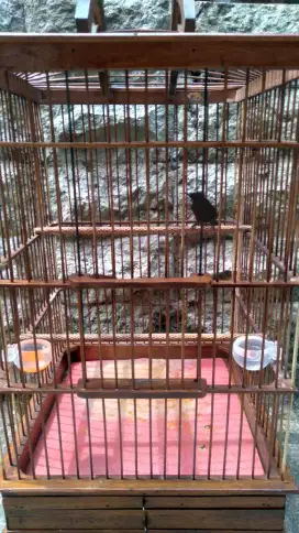 Burung Kolibri Ninja / Konin