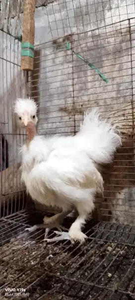 ayam kapas usia 2 bln