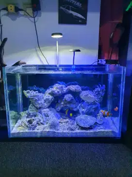 Aquarium Laut Tnggal Colok