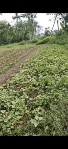 Jual Tanah Kp Daun Sukabakti Rajeg Kab Tangerang