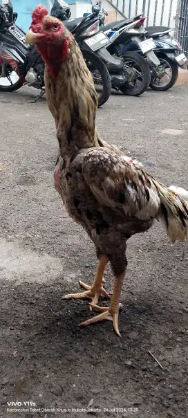 ayam shamo jantan eropa