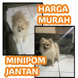 Minipom pomerian murah cepat