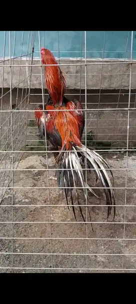 ayam ekor lidi pacek