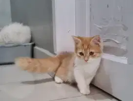 Lepas Adopt kucing  persia, betina ,usia 3 bln an