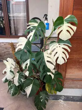 Tanaman Monstera Variegata (Monvar)