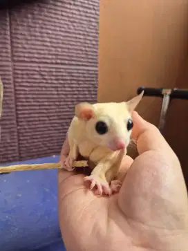 Sugar Glider Leucistic