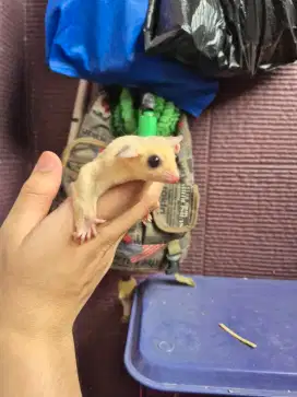 Sugar Glider Leucistic Joey