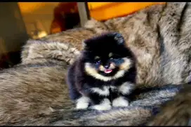 Super mini pom jantan cakep