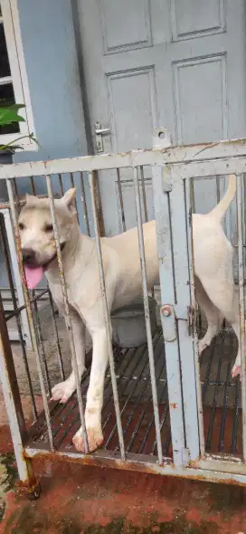 Dijual anjing American pitbull