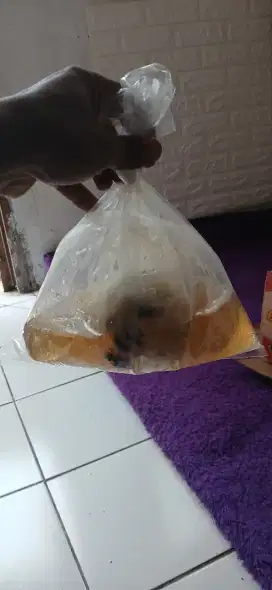 Madu asli hutan