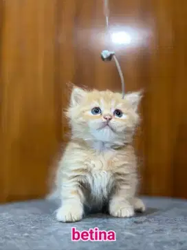 kitten munchkin