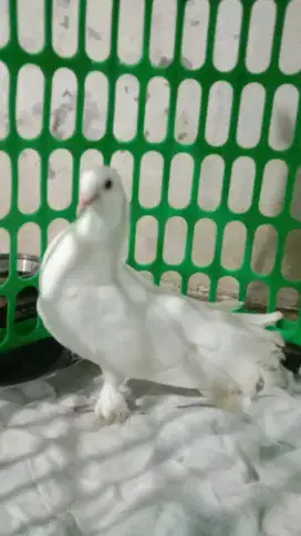 Burung Merpati warna putih
