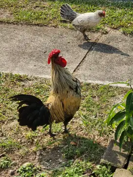 Ayam Batik Itali Jantan