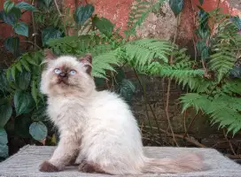 Kitten himalaya