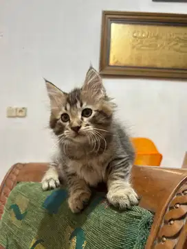 Mainecoon Pure np