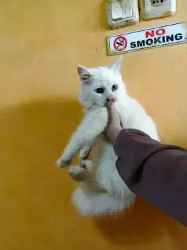 Open Adopt Anggora Kitten