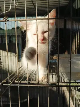Open Adopt Anggora Kitten