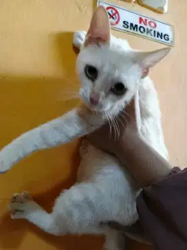Open Adopt Anggora Kitten