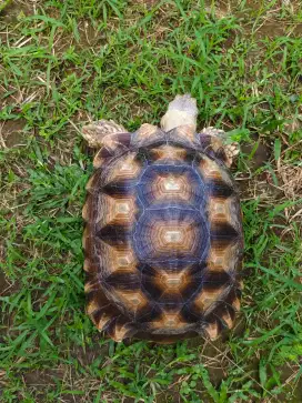 Kura-kura Sulcata size 35 cm