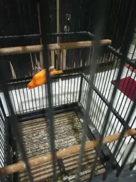 Jual burung kenari merah vektor