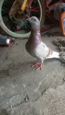 Burung dara bujangan disrengseng sawah