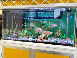 Ikan oscar albino