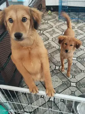 Golden retriever murah
