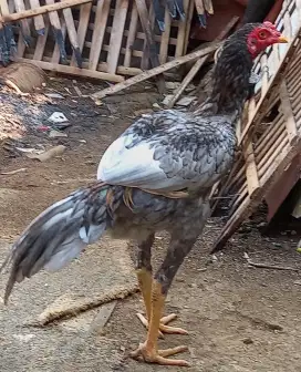 Ayam.bangkok.klasik