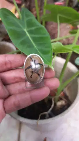 Batu Sisik Naga/ Septarian Nodule