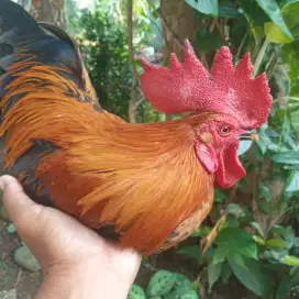 Dijual ayam kate sejodo