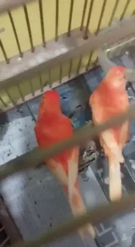 Kenari merlok ( merah lokal) sepasang  Ring bandung