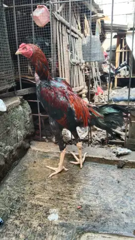 Ayam bangkok muda