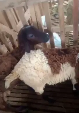 Tersedia Domba Betina Priangan sedang Hamil, siapa cepat dia dapat.