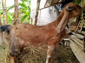 Kambing Etawa Bunting Hamil Besar