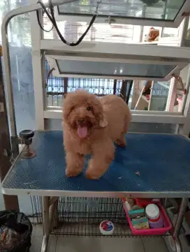 Poodle betina kosongan